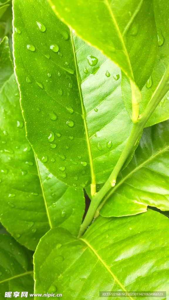水滴水珠