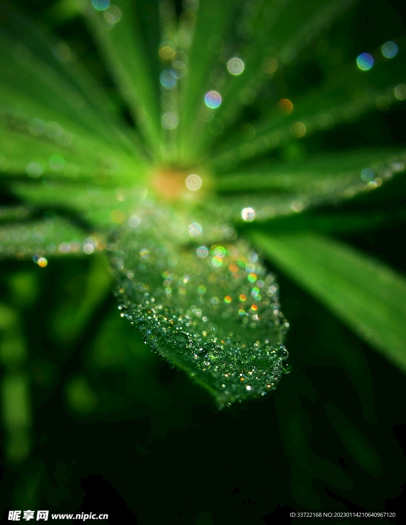 水滴水珠