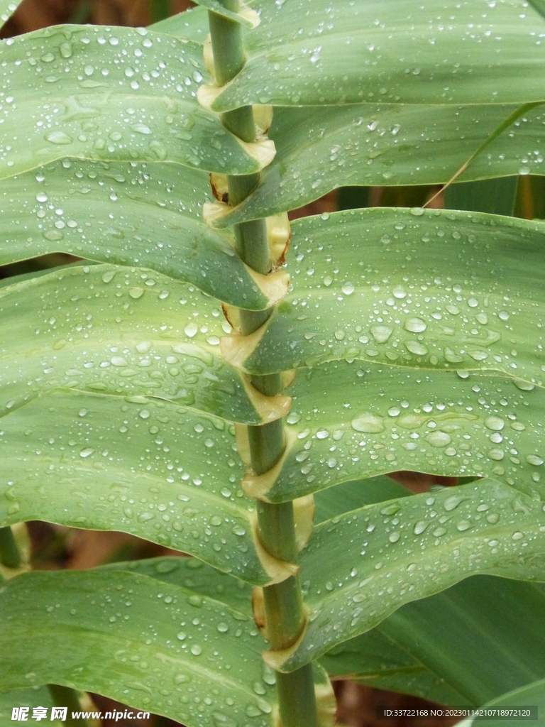 水滴水珠