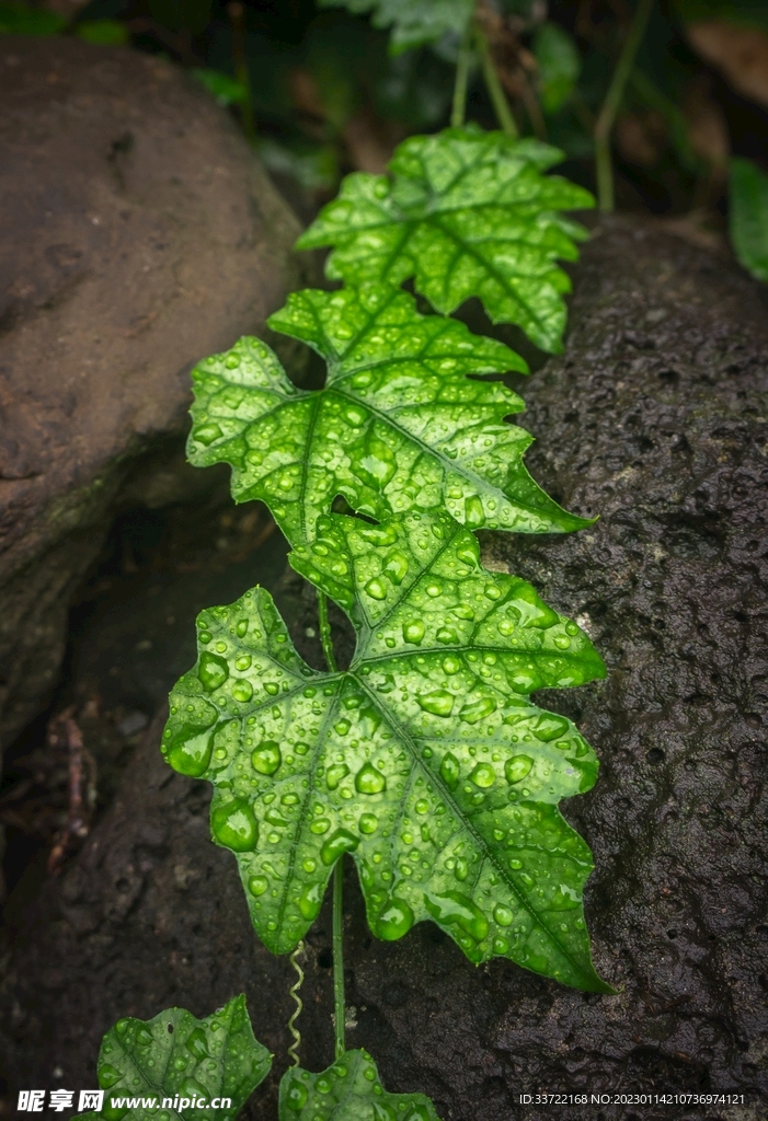水滴水珠