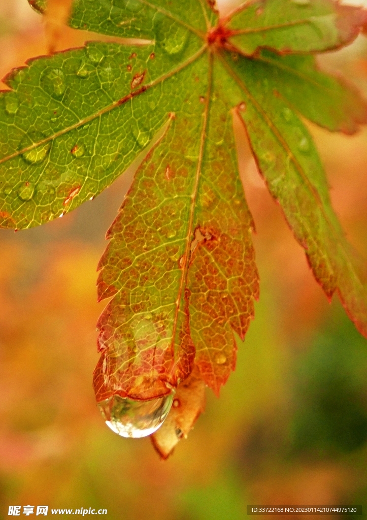 水滴水珠