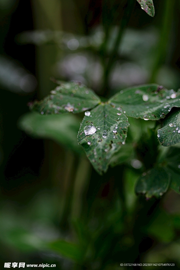 水滴水珠