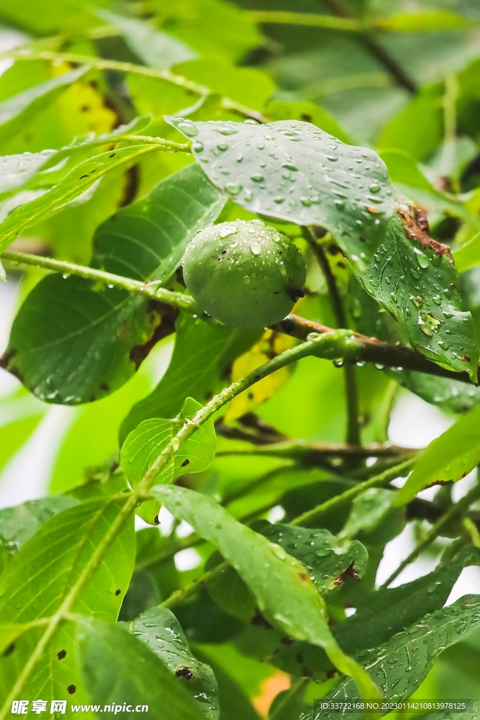 水滴水珠