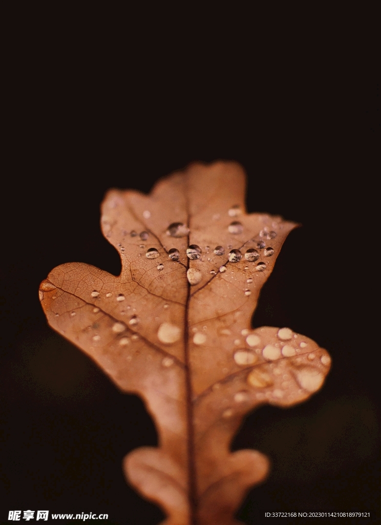 水滴水珠