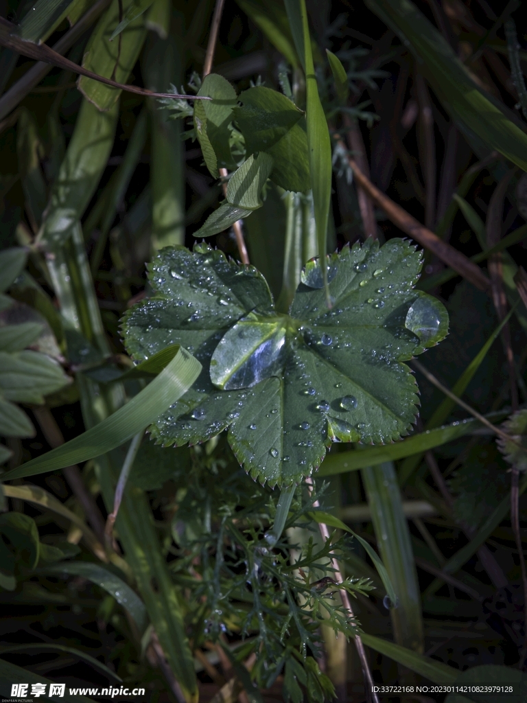 水滴水珠