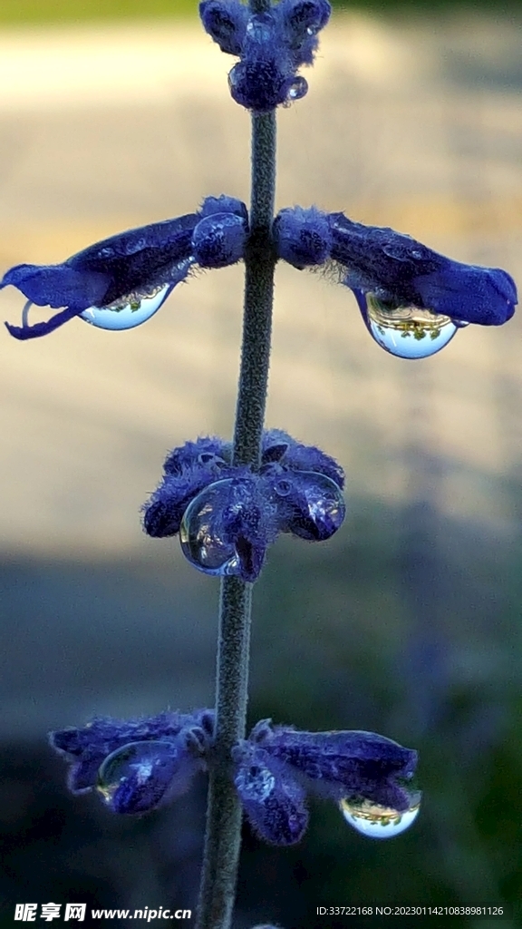 水滴水珠