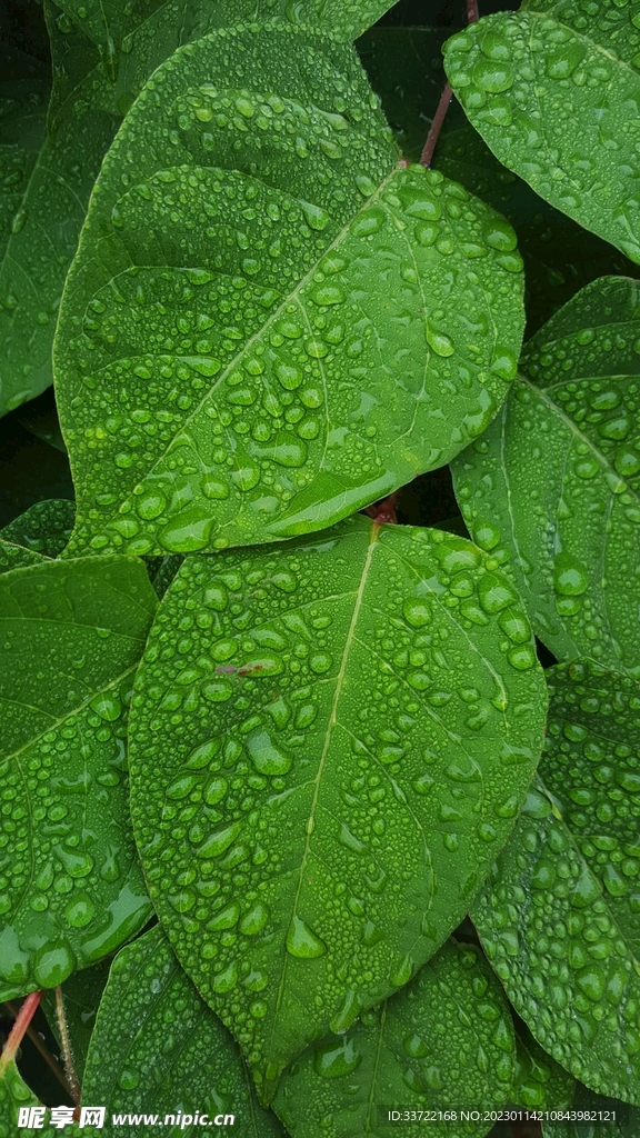 水滴水珠