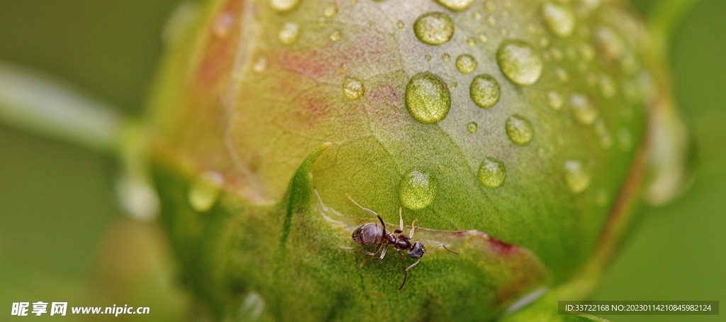 水滴水珠