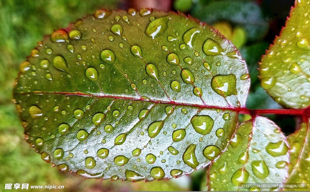 水滴水珠