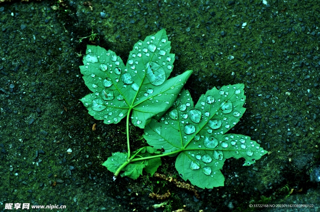 水滴水珠