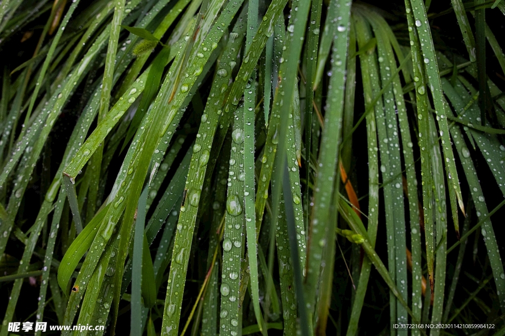 水滴水珠