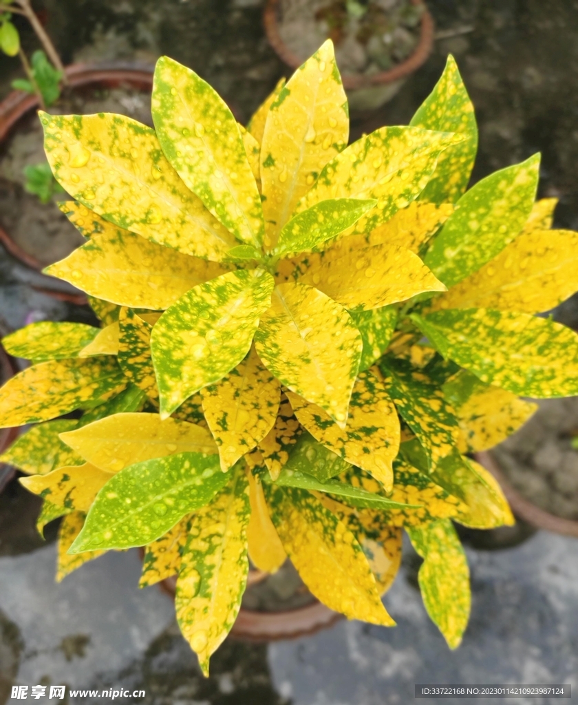 水滴水珠
