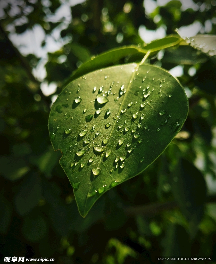 水滴水珠