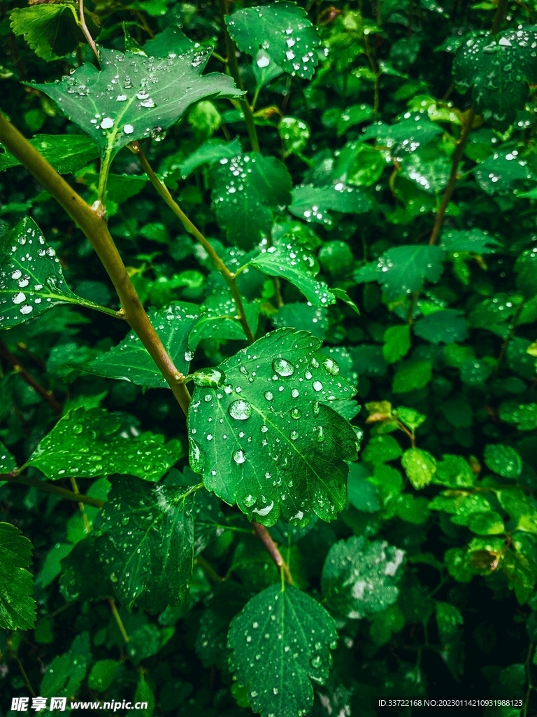 水滴水珠