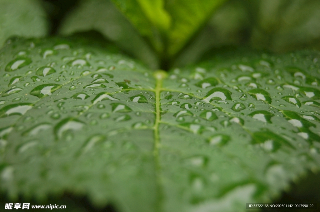 水滴水珠