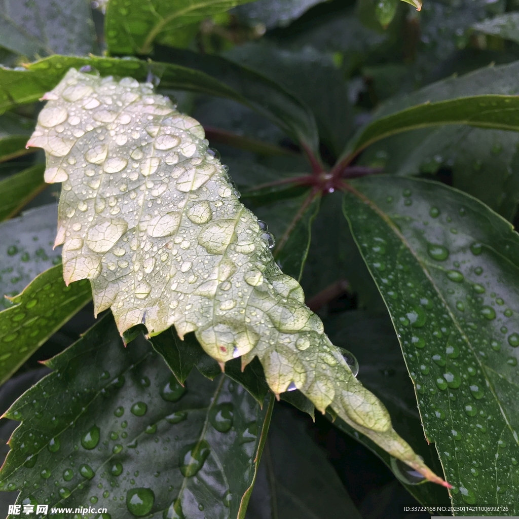 水滴水珠