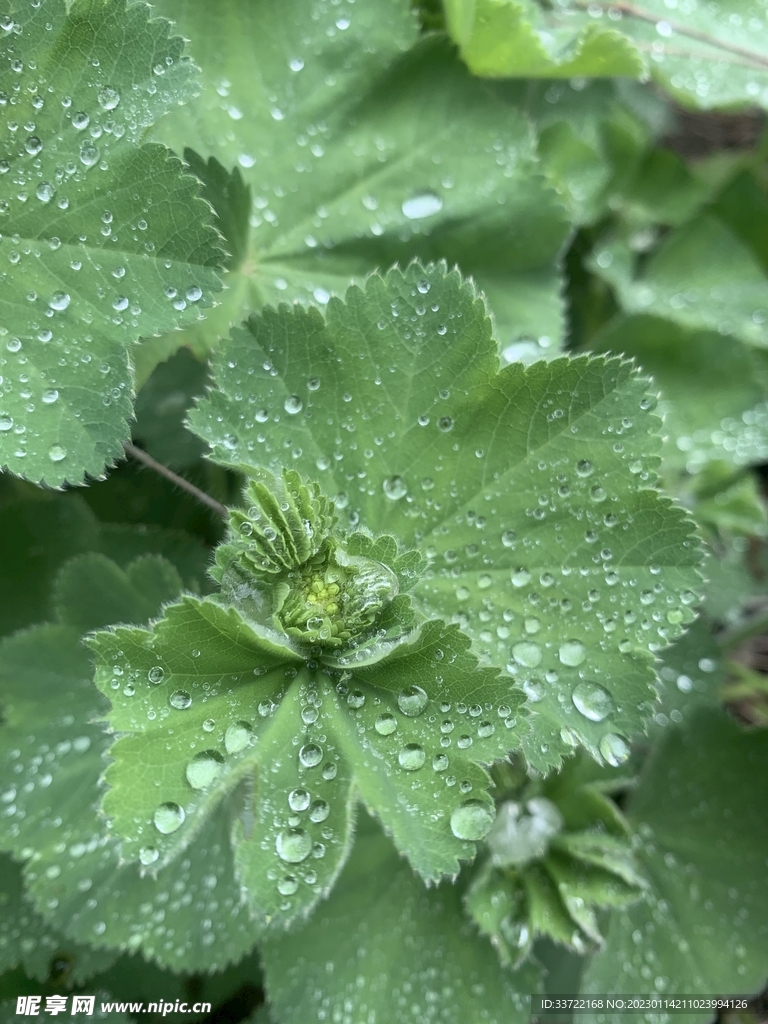 水滴水珠