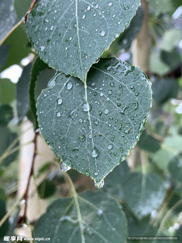 水滴水珠