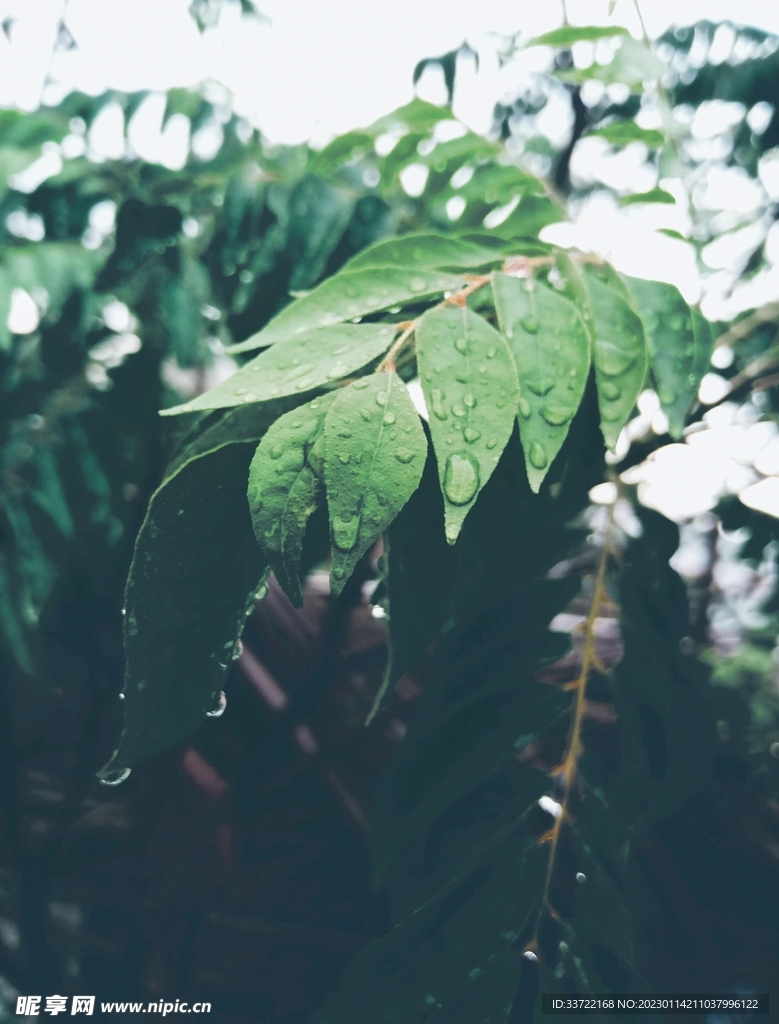 水滴水珠