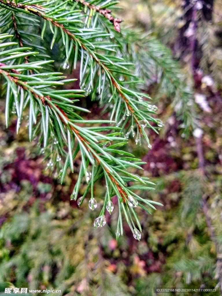 水滴水珠