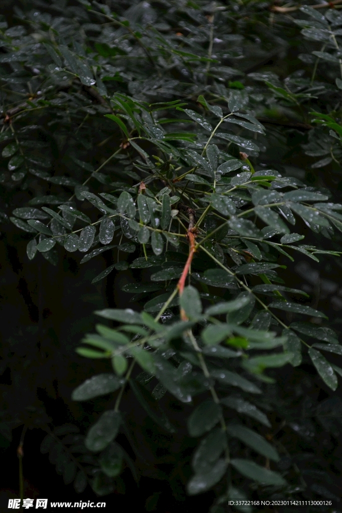 水滴水珠
