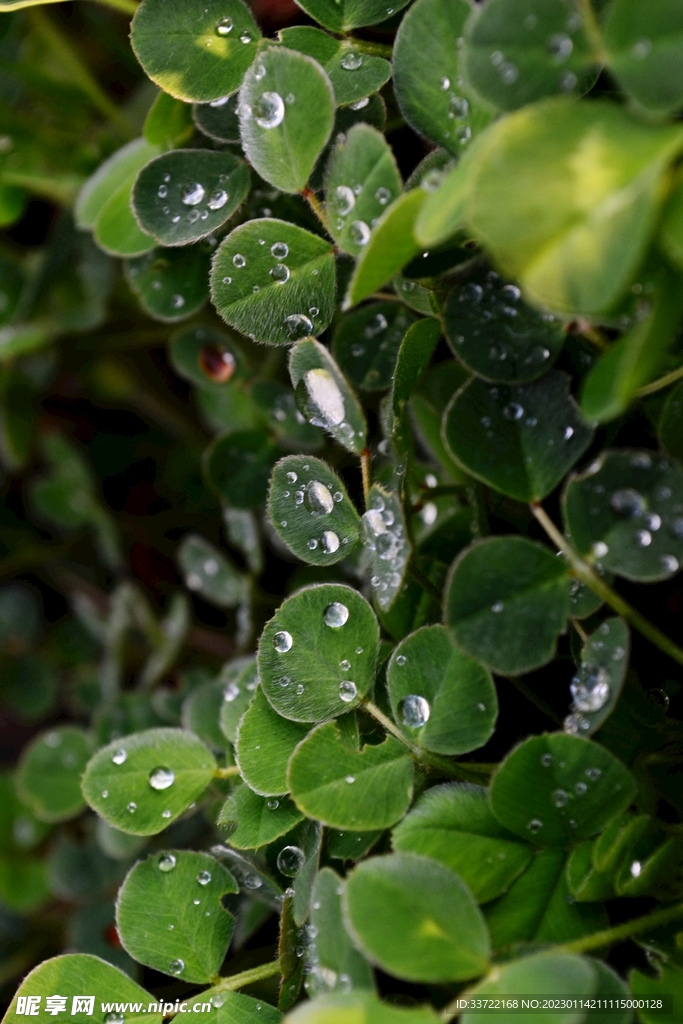 水滴水珠