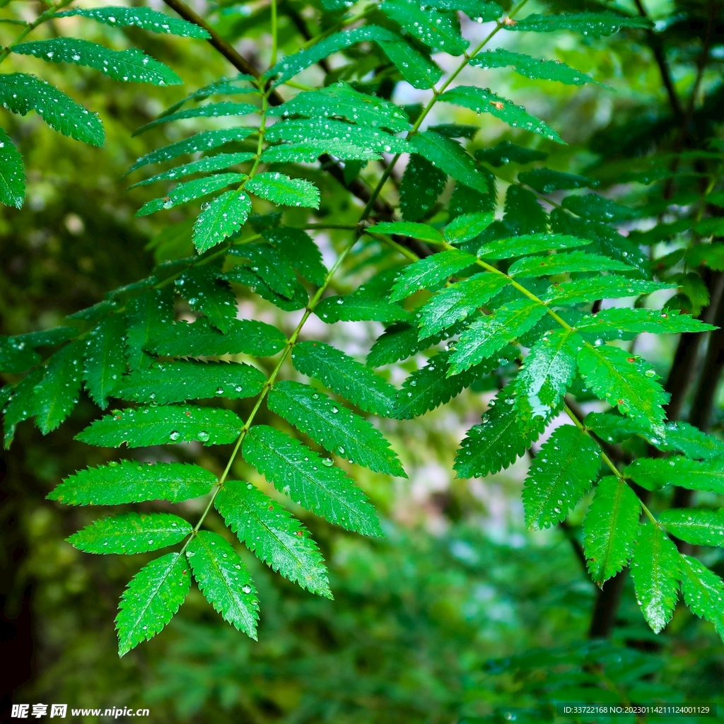 水滴水珠