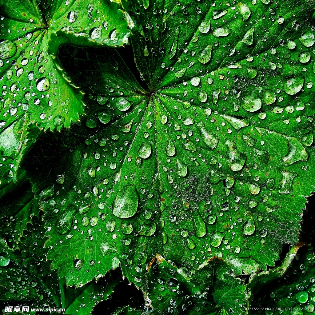 水滴水珠