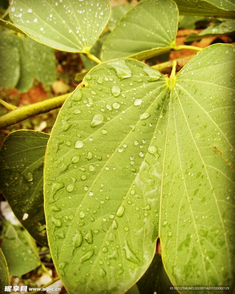 水滴水珠