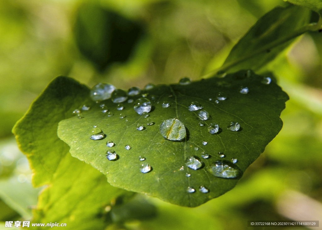 水滴水珠