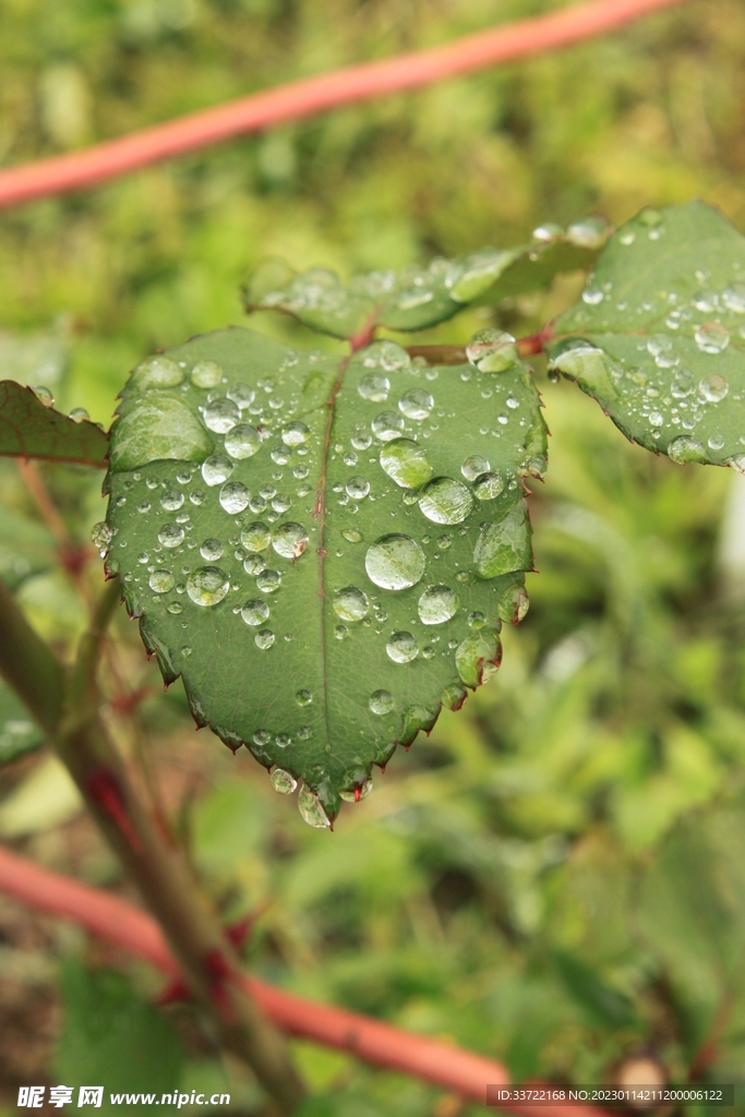 水滴水珠
