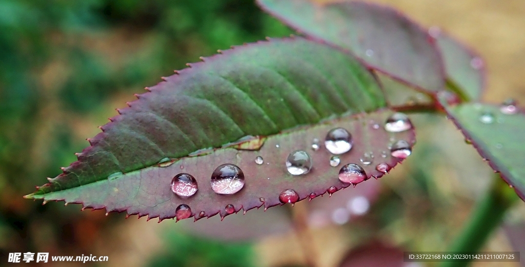 水滴水珠