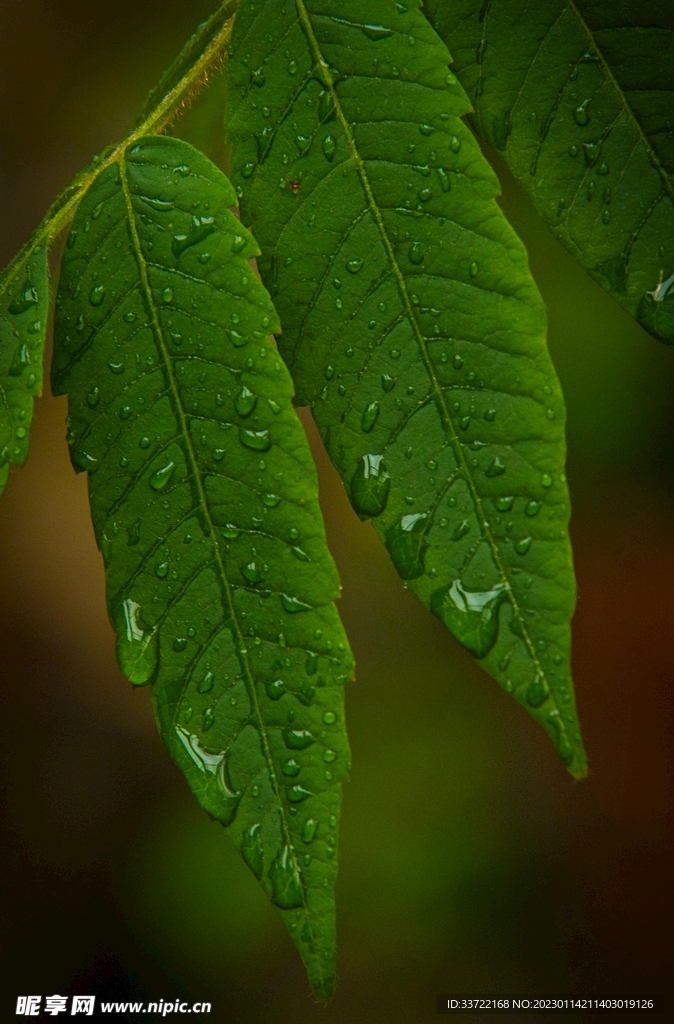 水滴水珠
