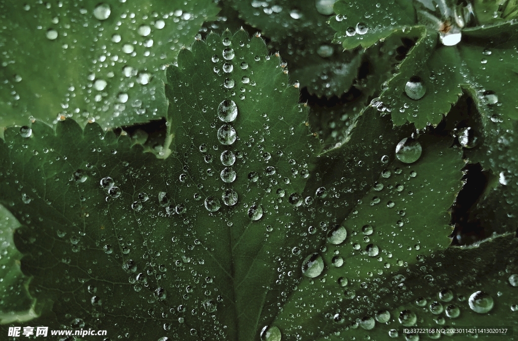 水滴水珠