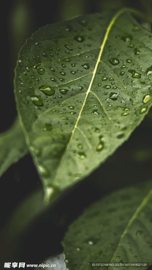 水滴水珠