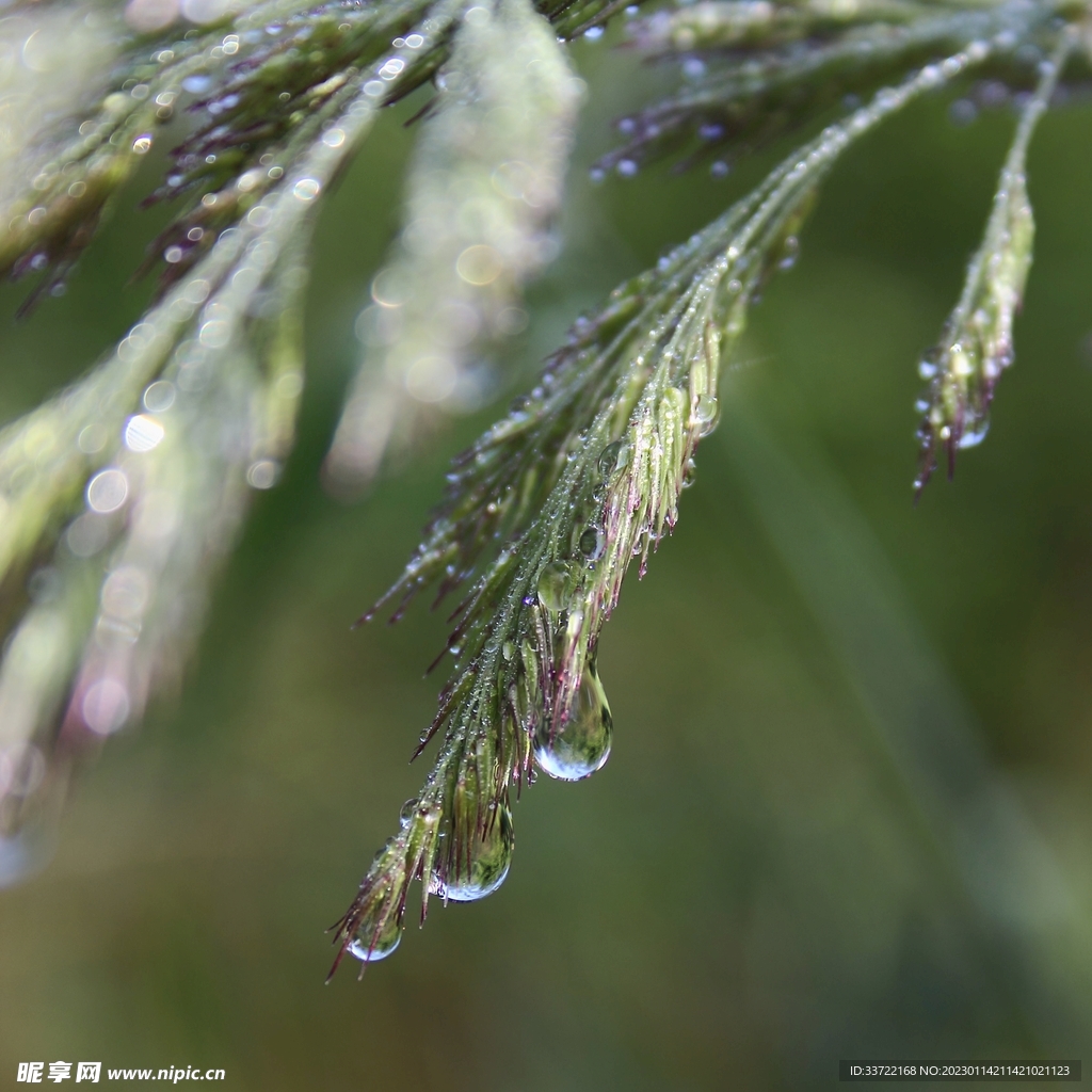 水滴水珠