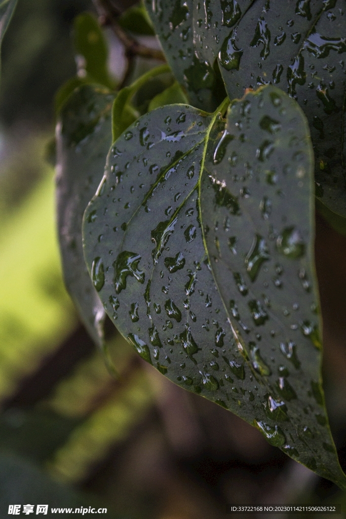 水滴水珠