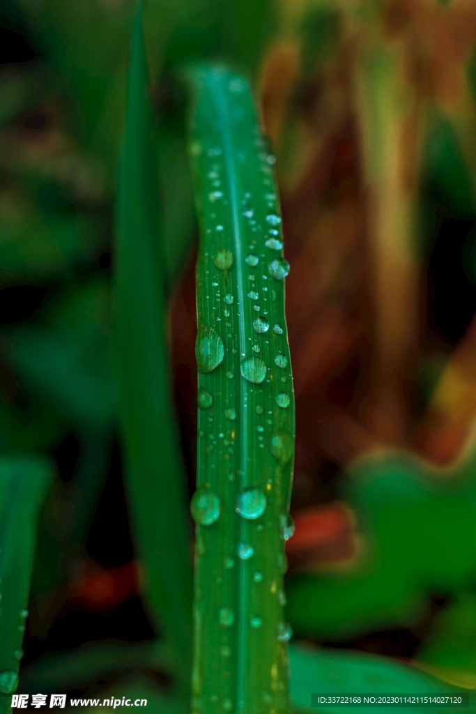 水滴水珠