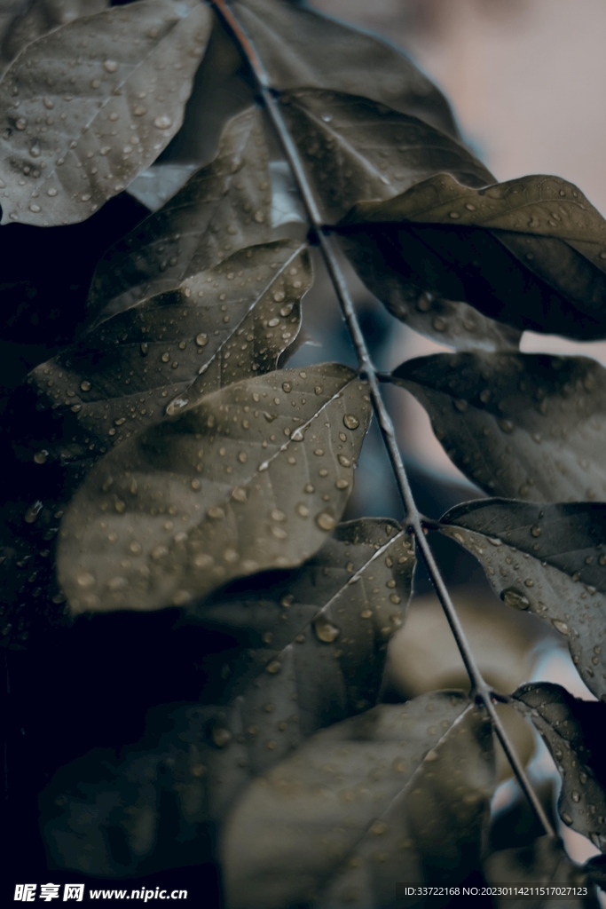 水滴水珠