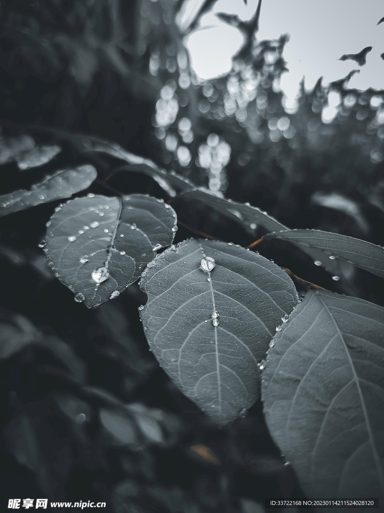 水滴水珠