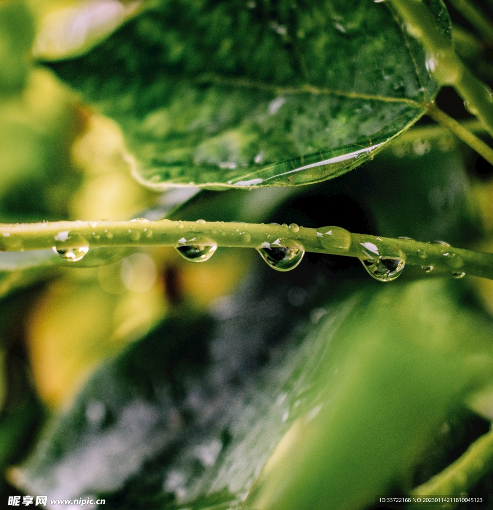 水滴水珠