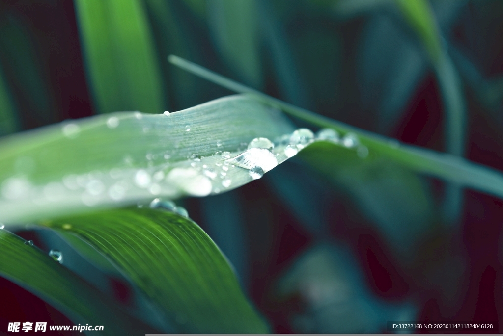 水滴水珠