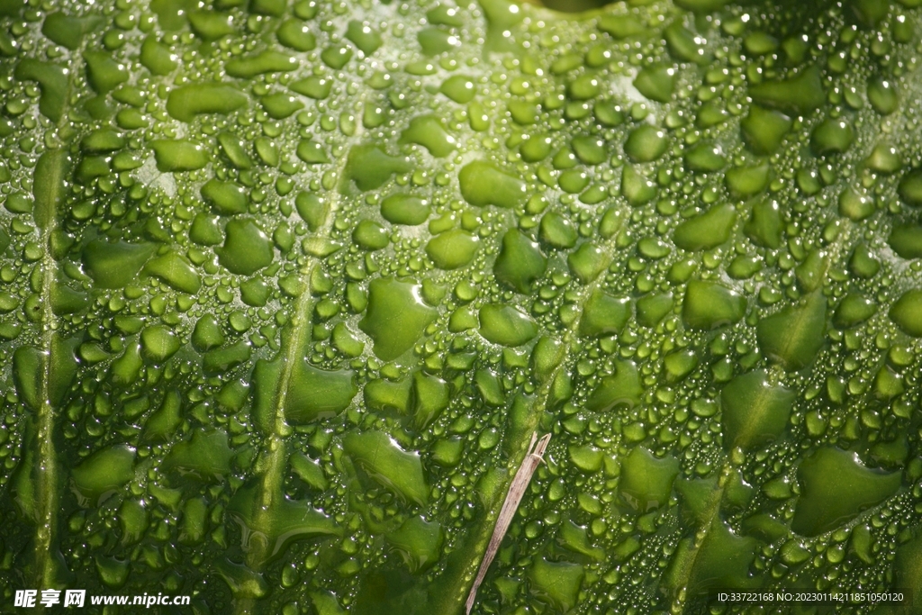 水滴水珠