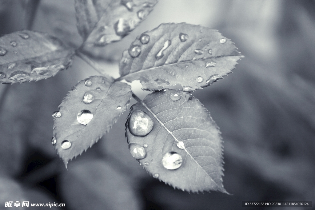 水滴水珠