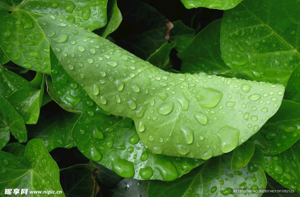 水滴水珠