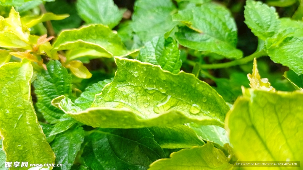 水滴水珠