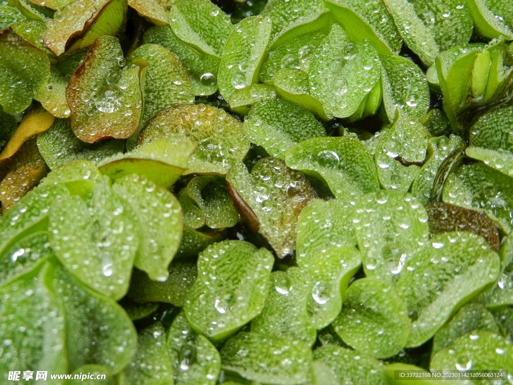 水滴水珠