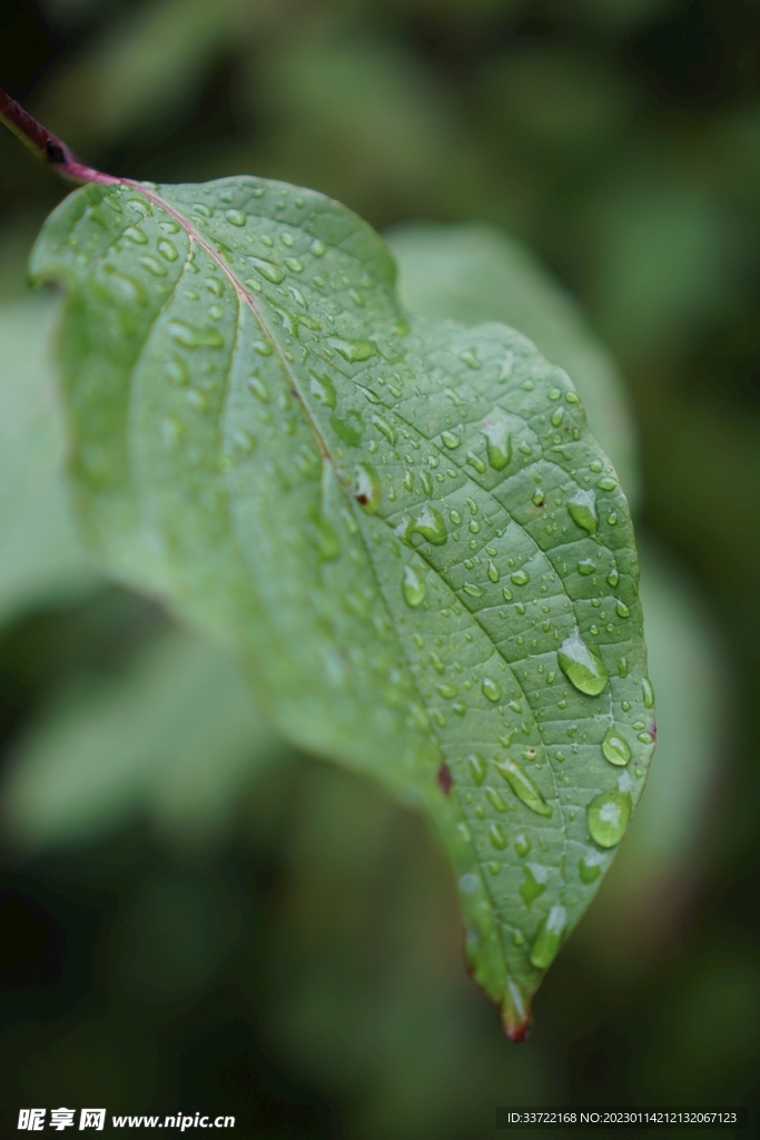 水滴水珠