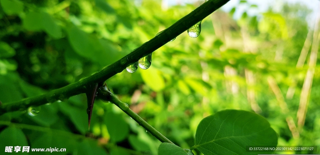 水滴水珠