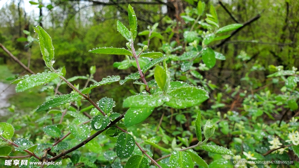 水滴水珠